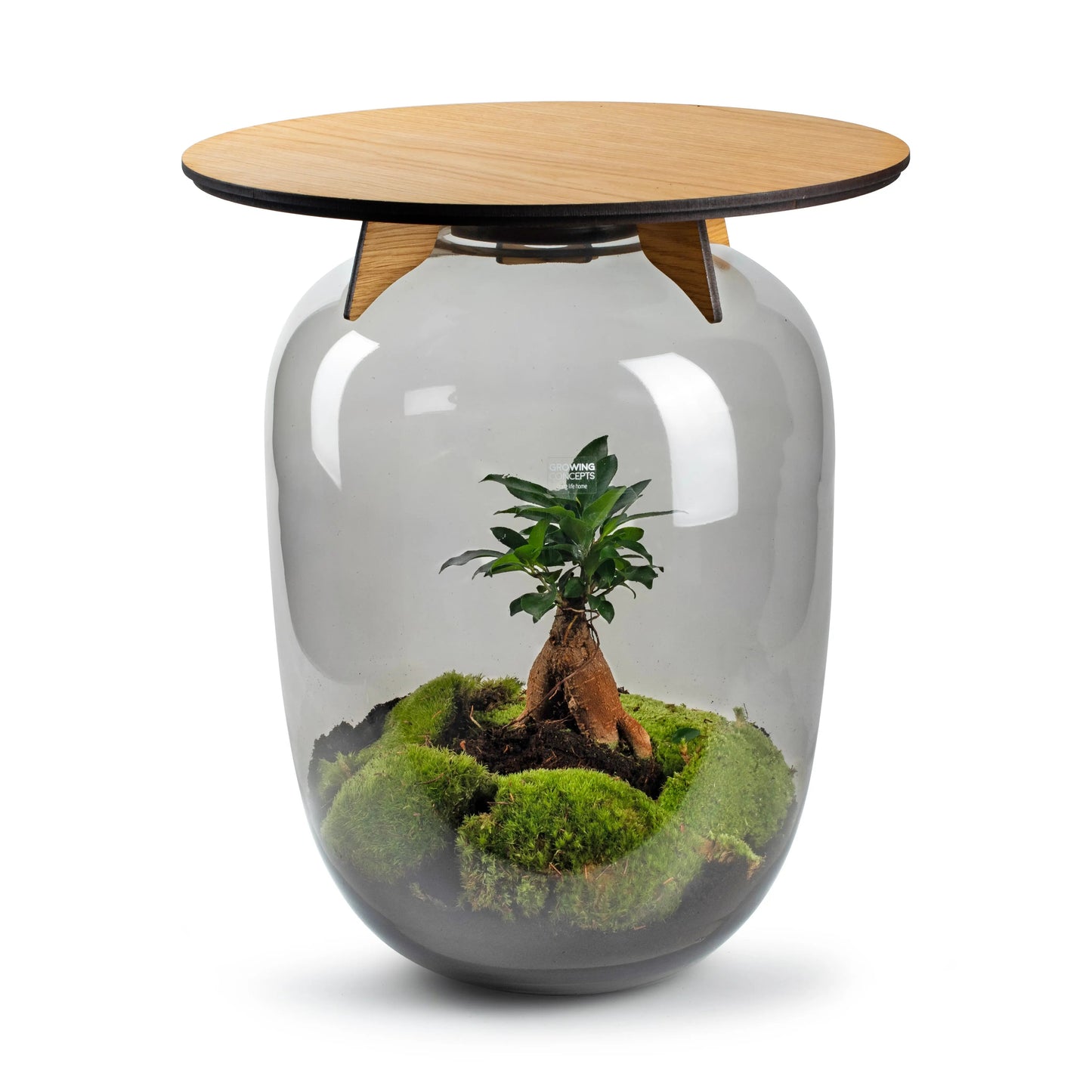Ceres Table Bonsai-  Atelier -  Growing Concepts