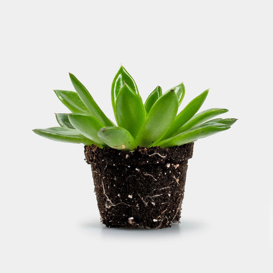 Echeveria Agavoides Ø6cm ↑10cm-  Planten -  Growing Concepts