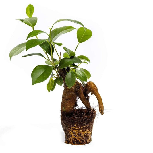 Ficus Ginseng | Bonsai | Terrariumplant | Ø6 - 15 cm -  Growing Concepts -  Growing Concepts